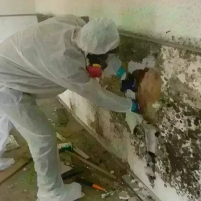 Mold Remediation and Removal in Nashua, IA